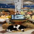 images/galleria_immagini/in store promotion 01.jpg